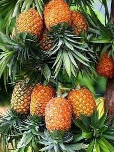 Ananas.jpg