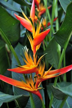 heliconia.jpg