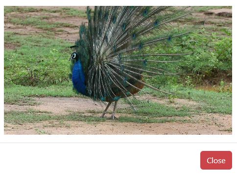 peacock.jpg